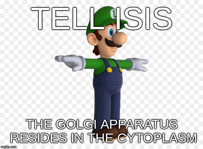 tell isis | TELL ISIS; THE GOLGI APPARATUS RESIDES IN THE CYTOPLASM | image tagged in luigi | made w/ Imgflip meme maker