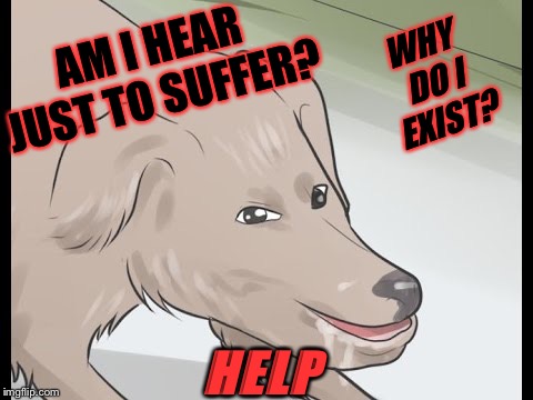 Ugly Wikihow Dog's Questions  | WHY DO I EXIST? AM I HEAR JUST TO SUFFER? HELP | image tagged in wikihow dog,mid-life crisis | made w/ Imgflip meme maker