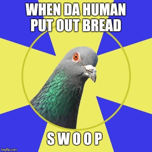 religion pigeon | WHEN DA HUMAN PUT OUT BREAD; S W O O P | image tagged in religion pigeon | made w/ Imgflip meme maker