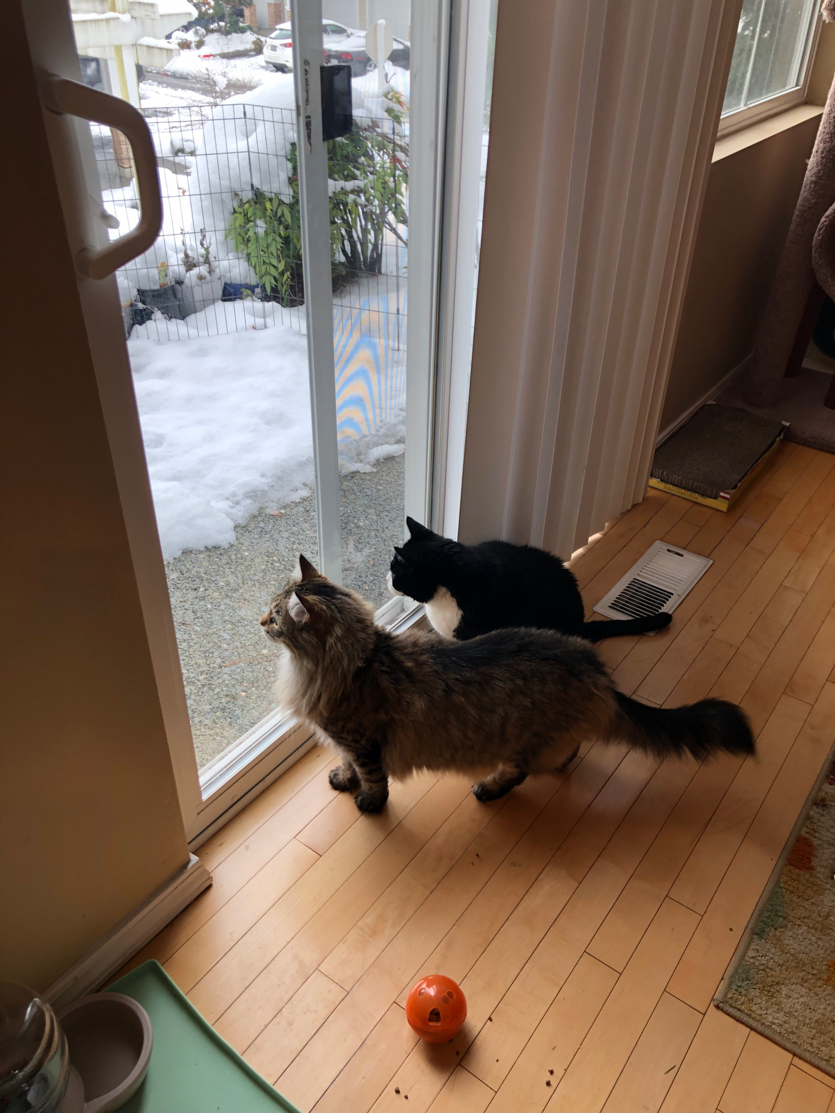 2 cats looking at snow Blank Meme Template