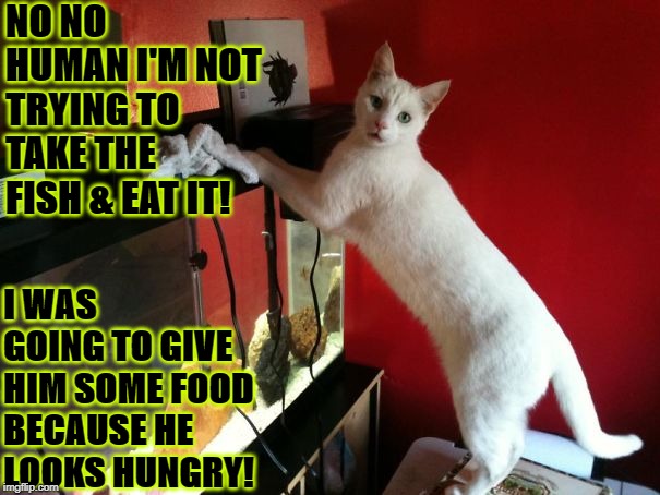 NO NO HUMAN I'M NOT TRYING TO TAKE THE FISH & EAT IT! I WAS GOING TO GIVE HIM SOME FOOD BECAUSE HE LOOKS HUNGRY! | image tagged in liar | made w/ Imgflip meme maker