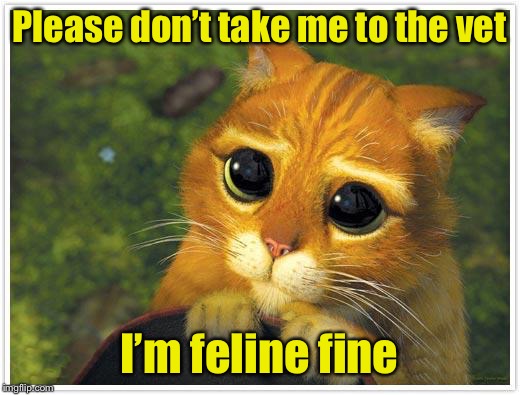 Shrek Cat | Please don’t take me to the vet; I’m feline fine | image tagged in memes,shrek cat | made w/ Imgflip meme maker