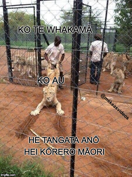 Dragging a Lion | KO TE WHAKAMĀ; KO AU; @mekeasvideos; HE TANGATA ANŌ; HEI KŌRERO MĀORI | image tagged in dragging a lion | made w/ Imgflip meme maker