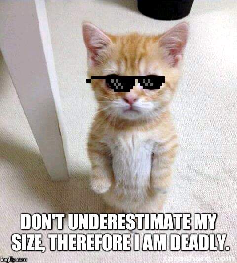 Cute Cat | DON'T UNDERESTIMATE MY SIZE, THEREFORE I AM DEADLY. | image tagged in memes,cute cat | made w/ Imgflip meme maker