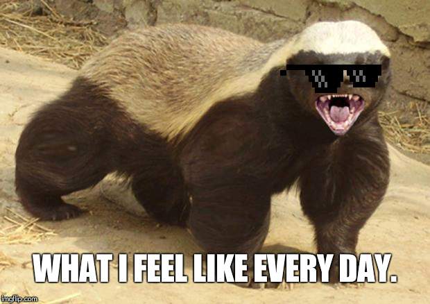 Honey badger | WHAT I FEEL LIKE EVERY DAY. | image tagged in honey badger | made w/ Imgflip meme maker