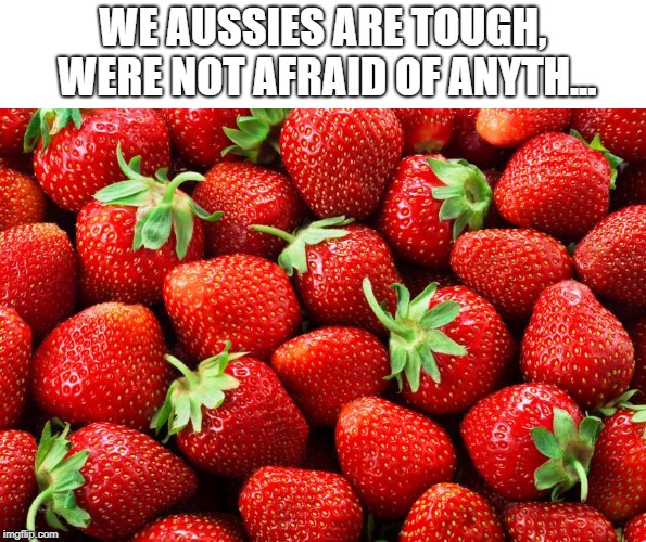 WE AUSSIES ARE TOUGH, WERE NOT AFRAID OF ANYTH... | image tagged in strawberries | made w/ Imgflip meme maker