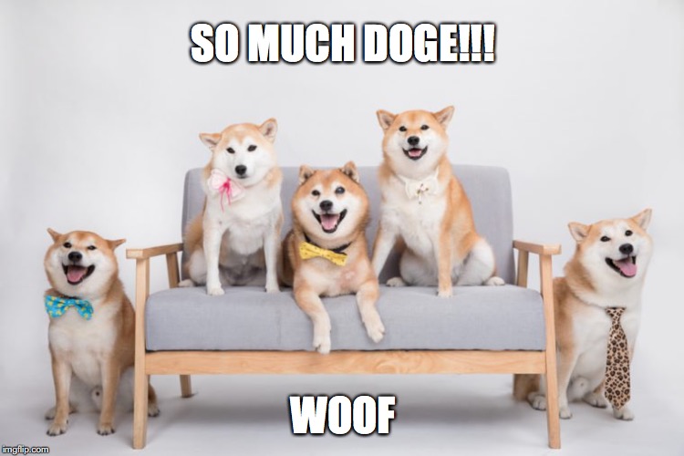 Doggo's!!! | SO MUCH DOGE!!! WOOF | image tagged in all dressed up | made w/ Imgflip meme maker