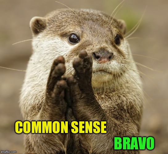 Squirrel Applause | COMMON SENSE BRAVO | image tagged in squirrel applause | made w/ Imgflip meme maker