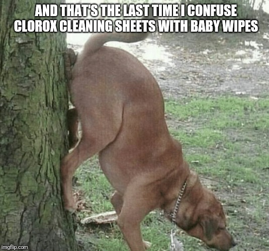 Dog wiping ass on tree | AND THAT'S THE LAST TIME I CONFUSE CLOROX CLEANING SHEETS WITH BABY WIPES | image tagged in dog wiping ass on tree | made w/ Imgflip meme maker