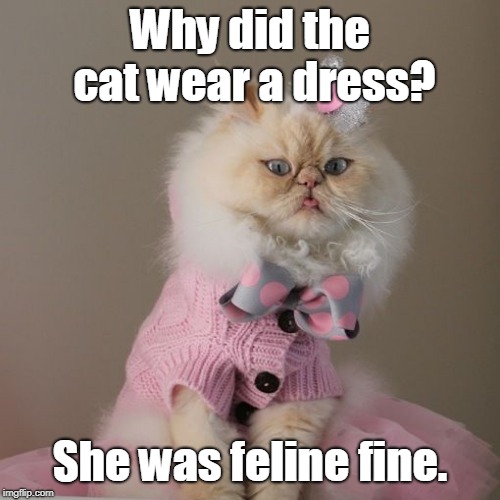 FASHIONISTA KITTY | Why did the cat wear a dress? She was feline fine. | image tagged in cats | made w/ Imgflip meme maker