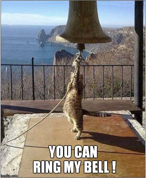 You can ring my bell ! | YOU CAN RING MY BELL ! | image tagged in cats | made w/ Imgflip meme maker