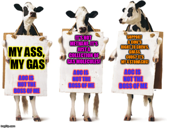 Protesters attack "The New Green Deal" |  SUPPORT A COW'S RIGHT TO CHEWS, GRASS, CUDS? IT'S MY 4 STOMACHS! IT'S NOT METHANE, IT'S JUST A COLLECTION OF GAS MOLECULES! MY ASS, MY GAS; AOC IS NOT THE BOSS OF ME; AOC IS NOT THE BOSS OF ME; AOC IS NOT THE BOSS OF ME | image tagged in chick-fil-a 3-cow billboard | made w/ Imgflip meme maker