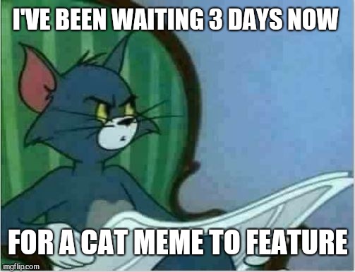 Interrupting Tom's Read | I'VE BEEN WAITING 3 DAYS NOW FOR A CAT MEME TO FEATURE | image tagged in interrupting tom's read | made w/ Imgflip meme maker