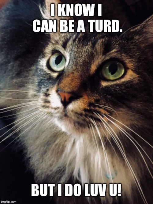 Cats  | I KNOW I CAN BE A TURD. BUT I DO LUV U! | image tagged in cats | made w/ Imgflip meme maker