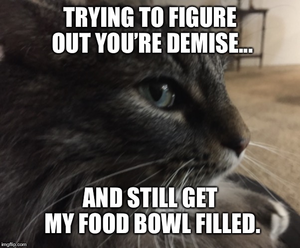 Cats | TRYING TO FIGURE OUT YOU’RE DEMISE... AND STILL GET MY FOOD BOWL FILLED. | image tagged in cats | made w/ Imgflip meme maker