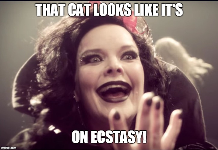 Ecstasy Face | THAT CAT LOOKS LIKE IT'S ON ECSTASY! | image tagged in ecstasy face | made w/ Imgflip meme maker