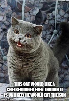 I can has cheezburger cat | THIS CAT WOULD LIKE A CHEESEBURGER EVEN THOUGH IT IS UNLIKELY HE WOULD EAT THE BUN | image tagged in i can has cheezburger cat | made w/ Imgflip meme maker