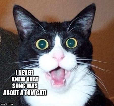 Surprised cat lol | I NEVER KNEW THAT SONG WAS ABOUT A TOM CAT! | image tagged in surprised cat lol | made w/ Imgflip meme maker