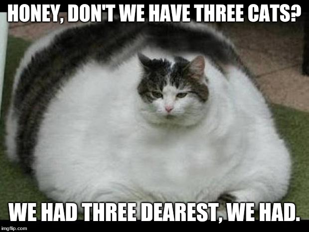 where did the cats go? | HONEY, DON'T WE HAVE THREE CATS? WE HAD THREE DEAREST, WE HAD. | image tagged in fat cat 2,cats,cat,memes,funny memes,funny meme | made w/ Imgflip meme maker