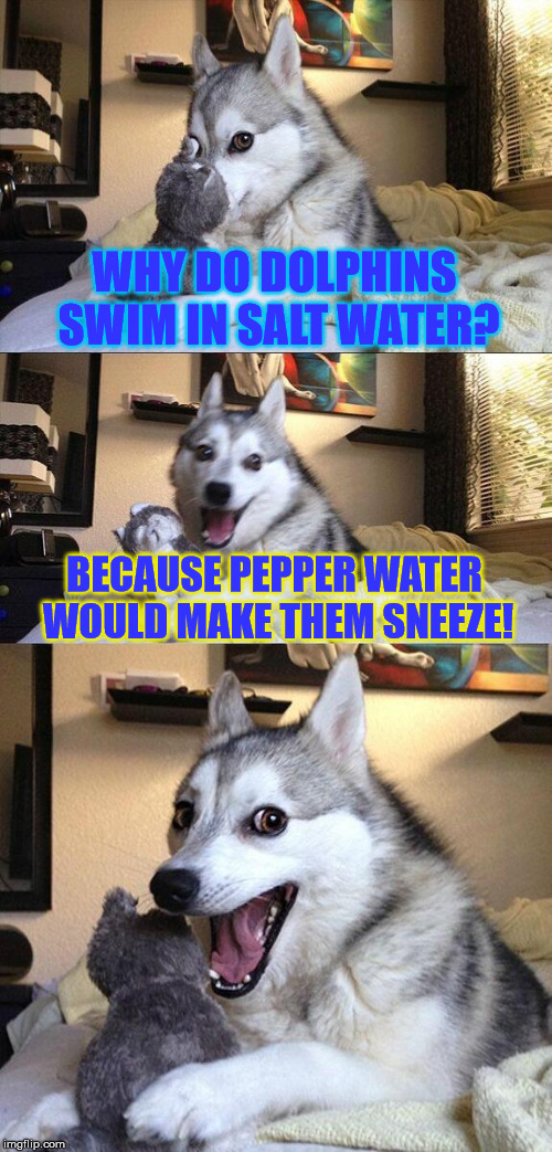 PUN-tastic! (or not) | WHY DO DOLPHINS SWIM IN SALT WATER? BECAUSE PEPPER WATER WOULD MAKE THEM SNEEZE! | image tagged in memes,bad pun dog,salt,pepper,dolphins,swim | made w/ Imgflip meme maker