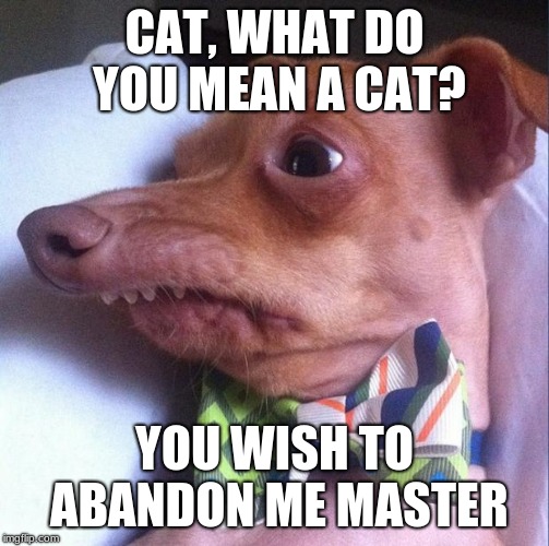 Tuna the dog (Phteven) | CAT, WHAT DO YOU MEAN A CAT? YOU WISH TO ABANDON ME MASTER | image tagged in tuna the dog phteven | made w/ Imgflip meme maker