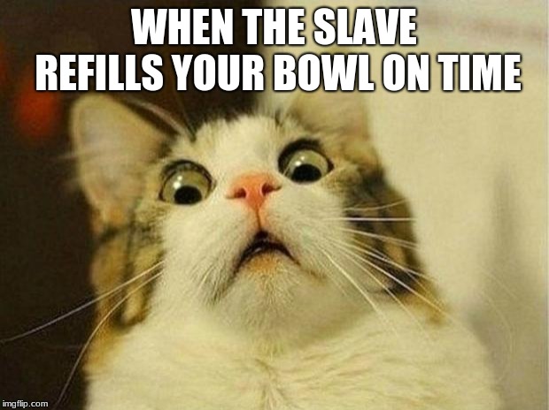 Scared Cat | WHEN THE SLAVE REFILLS YOUR BOWL ON TIME | image tagged in memes,scared cat | made w/ Imgflip meme maker