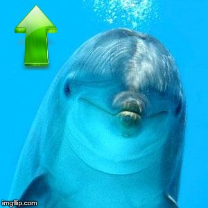 dolphin don't play games | image tagged in dolphin don't play games | made w/ Imgflip meme maker