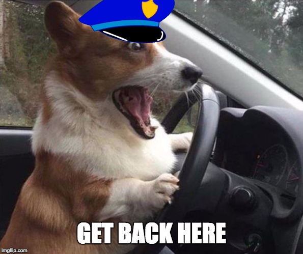 dog driving | GET BACK HERE | image tagged in dog driving | made w/ Imgflip meme maker
