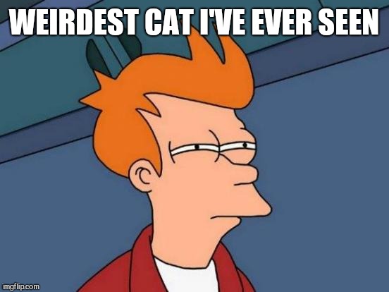 Futurama Fry Meme | WEIRDEST CAT I'VE EVER SEEN | image tagged in memes,futurama fry | made w/ Imgflip meme maker