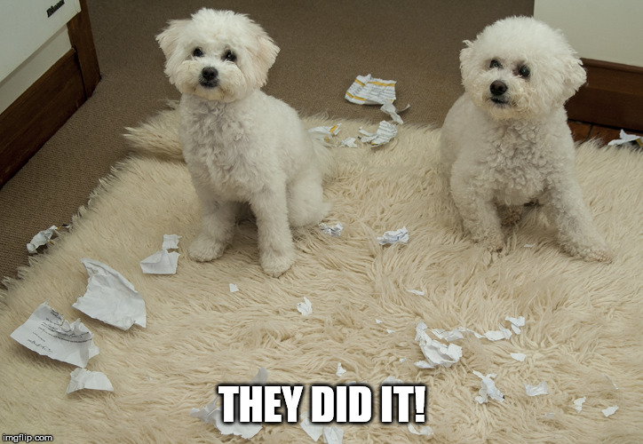 Dog Ate Homework | THEY DID IT! | image tagged in dog ate homework | made w/ Imgflip meme maker