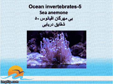 Ocean invertebrates -5 | image tagged in gifs | made w/ Imgflip images-to-gif maker