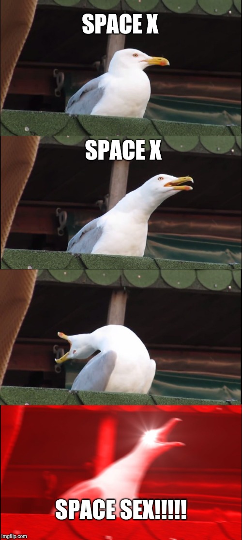 Inhaling Seagull Meme | SPACE X; SPACE X; SPACE SEX!!!!! | image tagged in memes,inhaling seagull | made w/ Imgflip meme maker