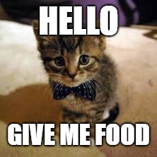 Hellocat | HELLO; GIVE ME FOOD | image tagged in mood | made w/ Imgflip meme maker