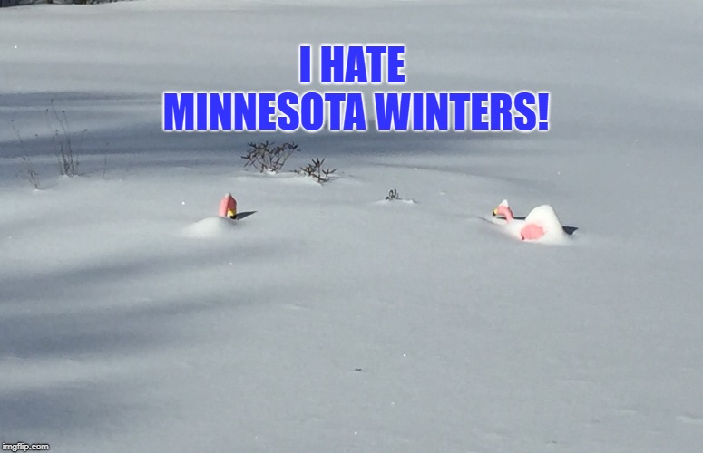 Flamingos Hate Minnesota Winters! | I HATE MINNESOTA WINTERS! | image tagged in funny memes,winter,minnesota,flamingos,snow,cold weather | made w/ Imgflip meme maker