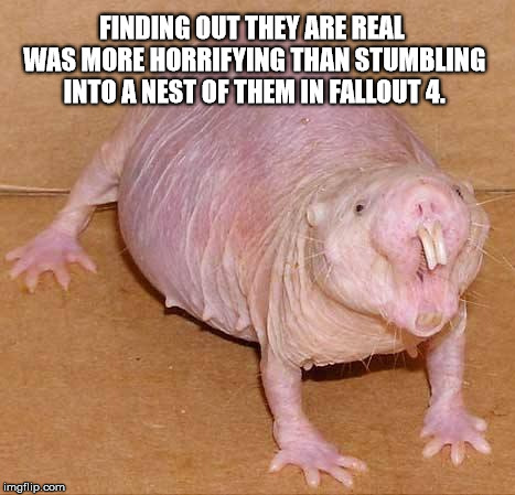 So Nice to Mole You... | FINDING OUT THEY ARE REAL WAS MORE HORRIFYING THAN STUMBLING INTO A NEST OF THEM IN FALLOUT 4. | image tagged in naked mole rat,fallout 4,fallout | made w/ Imgflip meme maker