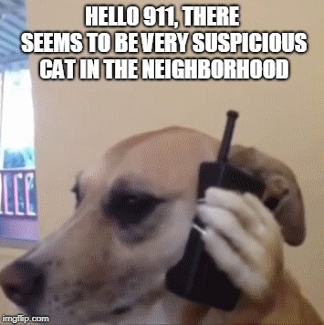 HELLO 911, THERE SEEMS TO BE VERY SUSPICIOUS CAT IN THE NEIGHBORHOOD | made w/ Imgflip meme maker