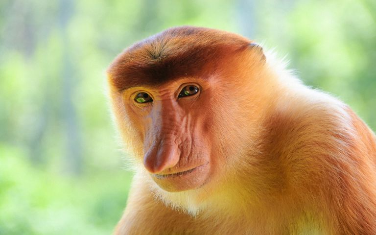 High Quality Proboscis Monkey Nosacz Blank Meme Template