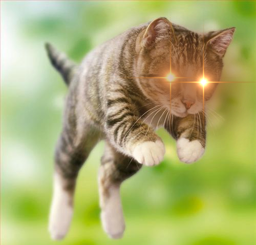 Pouncing Intensifies Blank Meme Template