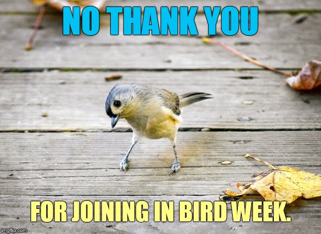 NO THANK YOU FOR JOINING IN BIRD WEEK. | made w/ Imgflip meme maker