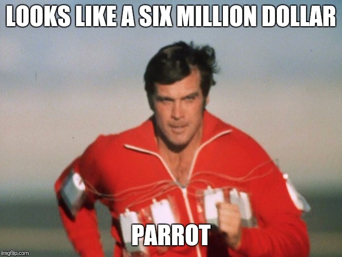 Six Million Dollar Man | LOOKS LIKE A SIX MILLION DOLLAR PARROT | image tagged in six million dollar man | made w/ Imgflip meme maker