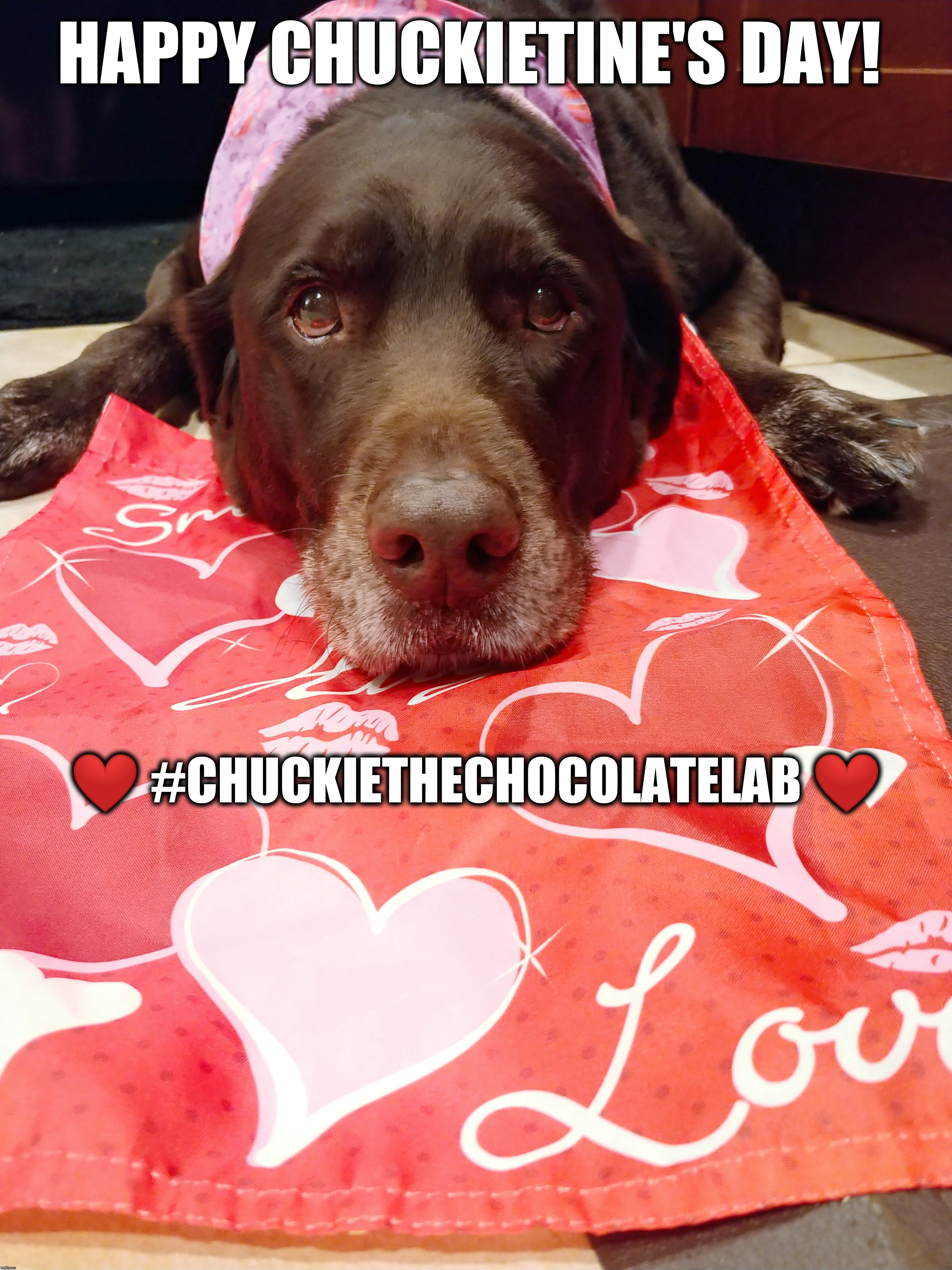 Happy Chuckietine's Day  | HAPPY CHUCKIETINE'S DAY! ❤️ #CHUCKIETHECHOCOLATELAB ❤️ | image tagged in chuckie the chocolate lab,valentine's day,love,dogs,memes,chuckietine's day | made w/ Imgflip meme maker