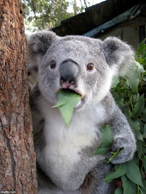 Surprised Koala Meme | L | image tagged in memes,surprised koala | made w/ Imgflip meme maker