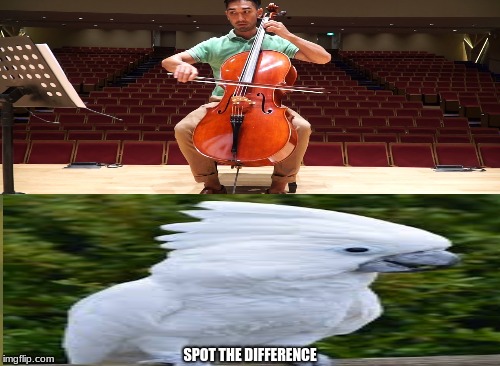 cockatoo | SPOT THE DIFFERENCE | image tagged in funny | made w/ Imgflip meme maker