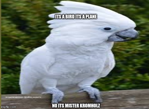 cockatoo | ITS A BIRD ITS A PLANE; NO ITS MISTER KROMHOLZ | image tagged in funny | made w/ Imgflip meme maker