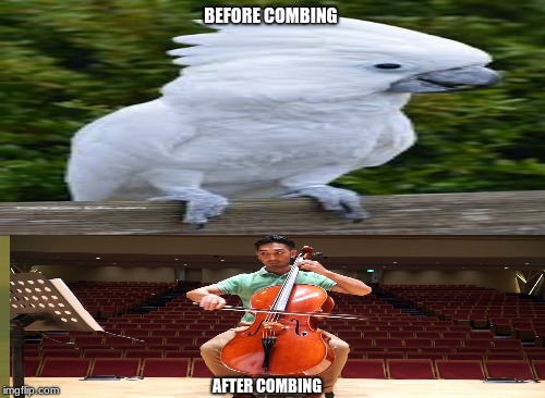 cockatoo | BEFORE COMBING; AFTER COMBING | image tagged in funny | made w/ Imgflip meme maker