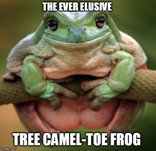 THE EVER ELUSIVE; TREE CAMEL-TOE FROG | image tagged in animals | made w/ Imgflip meme maker