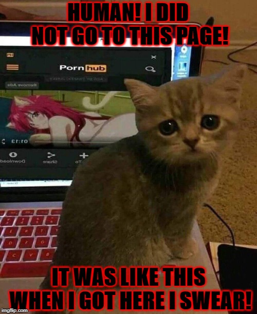 PERVERTED KITTEN | HUMAN! I DID NOT GO TO THIS PAGE! IT WAS LIKE THIS WHEN I GOT HERE I SWEAR! | image tagged in perverted kitten | made w/ Imgflip meme maker