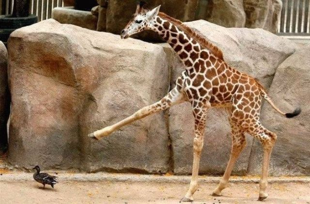Pointing Giraffe Blank Meme Template