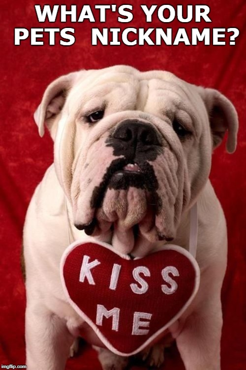 Valentines Nickname Game | WHAT'S YOUR PETS 
NICKNAME? | image tagged in valentine's day,dogs,cute dog | made w/ Imgflip meme maker