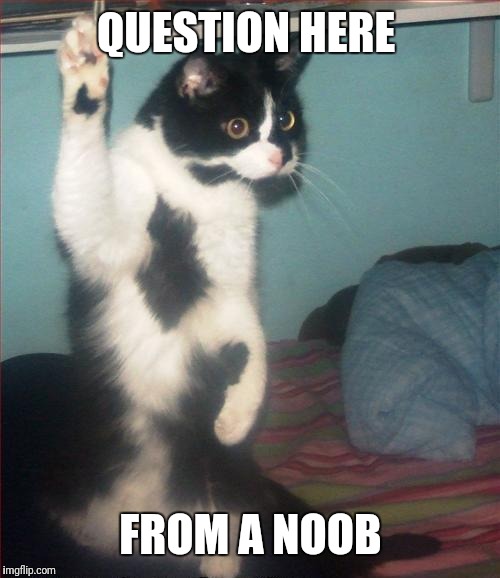 question cat | QUESTION HERE FROM A NOOB | image tagged in question cat | made w/ Imgflip meme maker